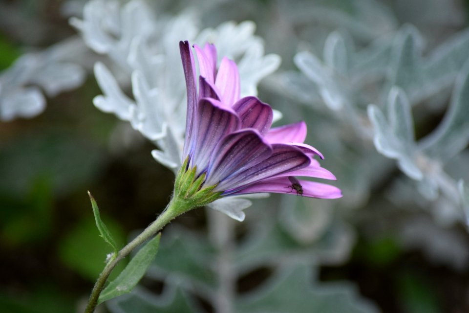Flower Plant Flora Purple