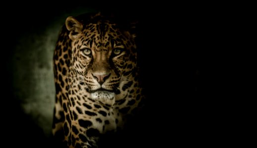 Leopard Jaguar Mammal Wildlife photo