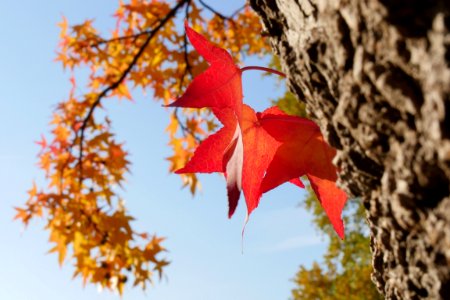 Leaf Red Flora Autumn