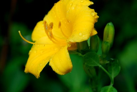 Yellow Flower Large Flowered Evening Primrose Hypericum
