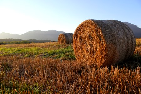 Hay Field Agriculture Straw photo