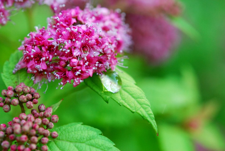 Flower Lilac Hydrangea Plant