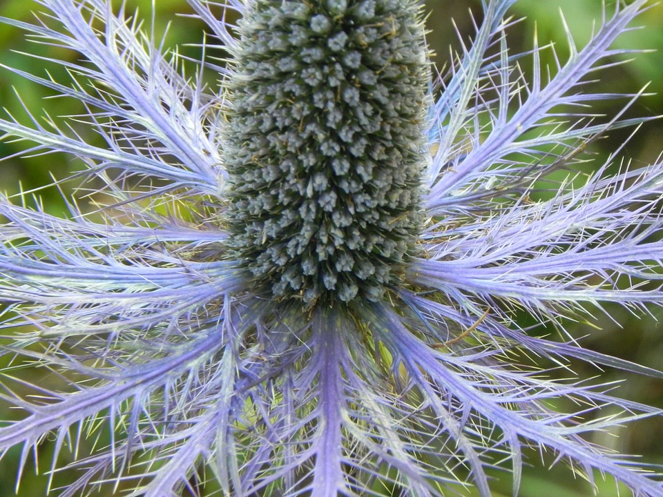 Nature close up blossom photo