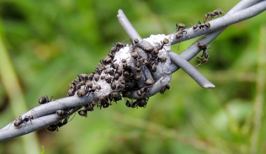 Insect Branch Twig Plant Stem photo