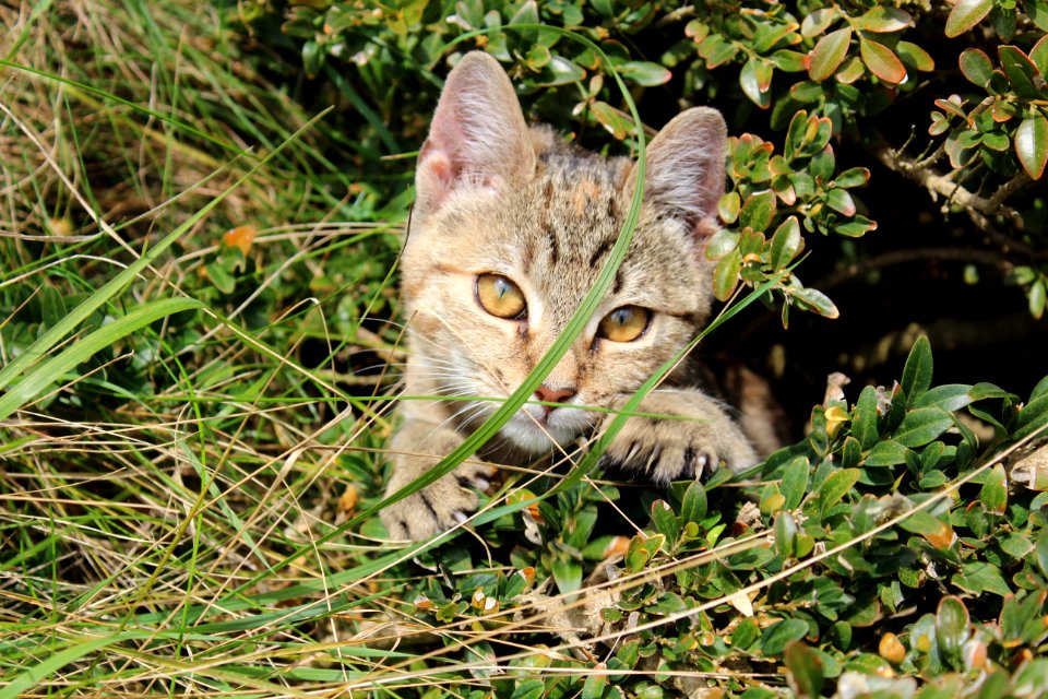 Cat Fauna Mammal Small To Medium Sized Cats