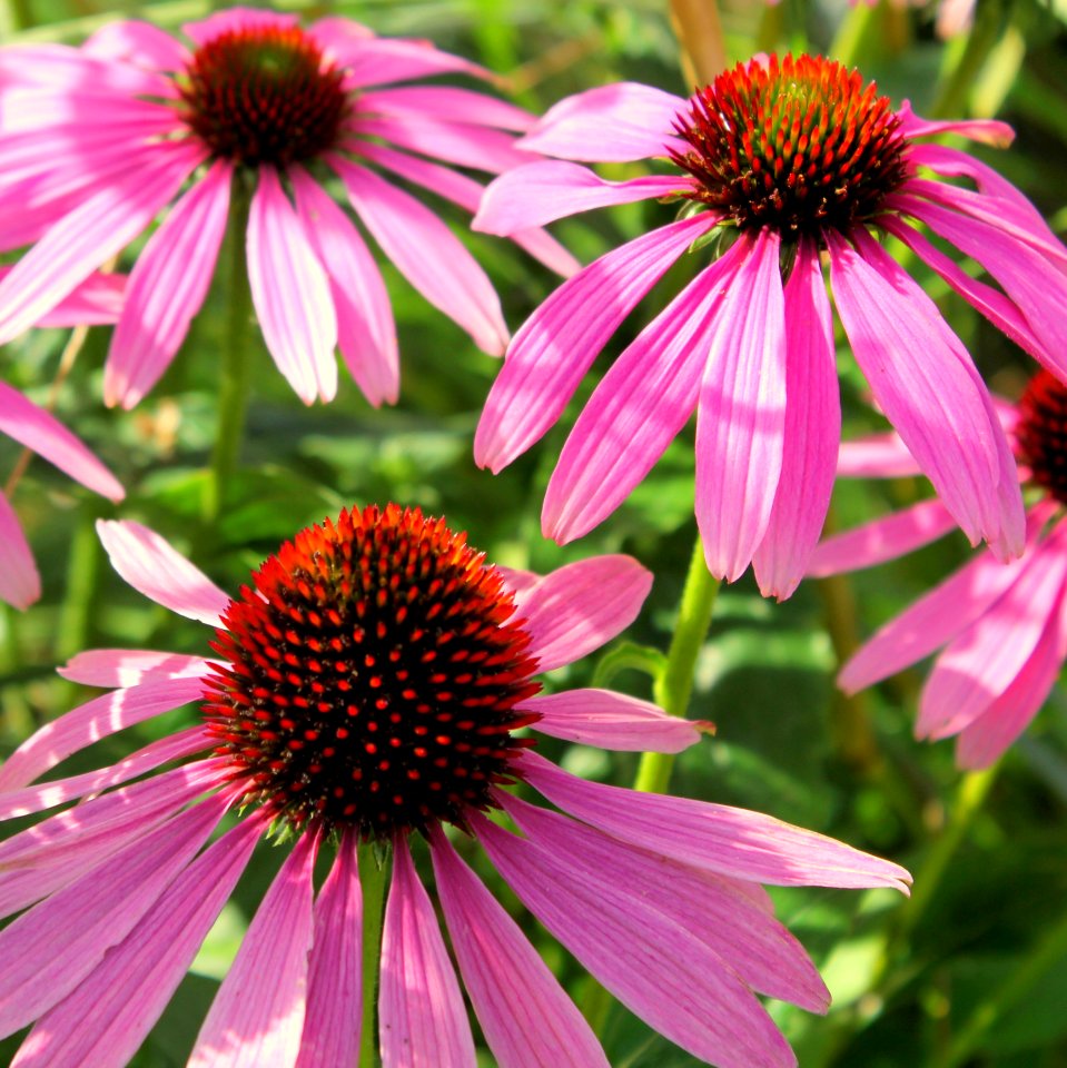 Flower Coneflower Plant Flowering Plant