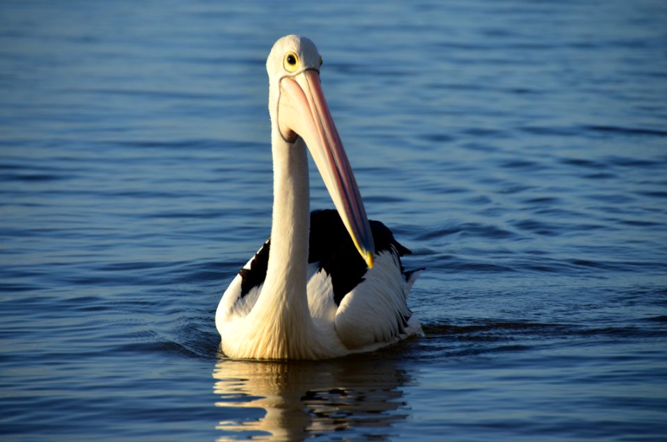 Pelican Bird Seabird Beak