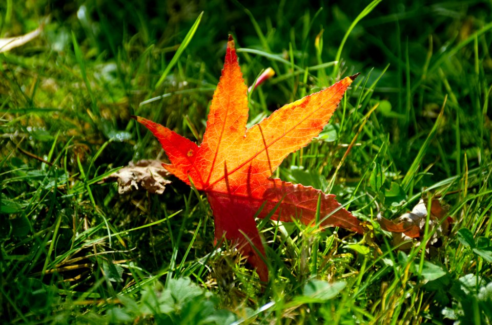 Leaf Maple Leaf Autumn Grass