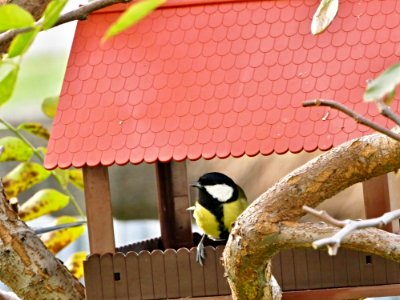 Fauna Bird Beak Bird Food