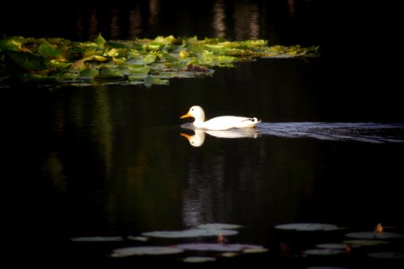 Reflection Bird Water Bird Duck photo