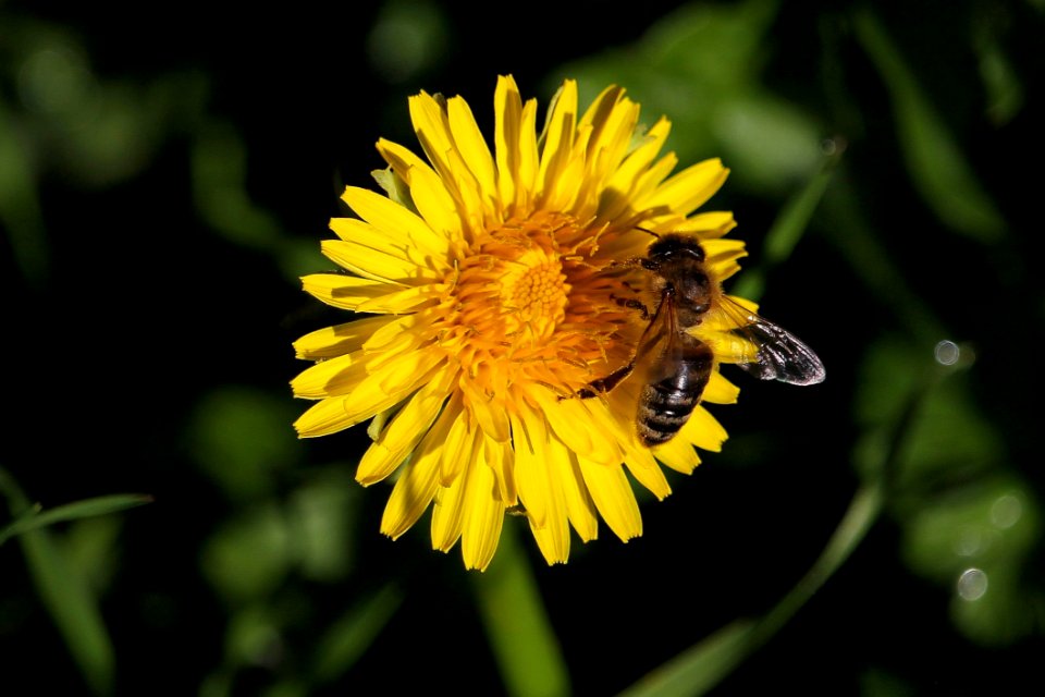 Flower Honey Bee Yellow Bee