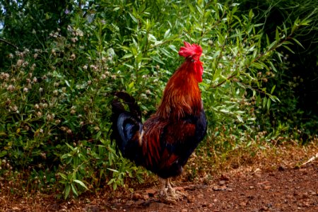 Chicken Rooster Galliformes Bird