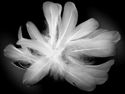 White Black And White Monochrome Photography Feather photo