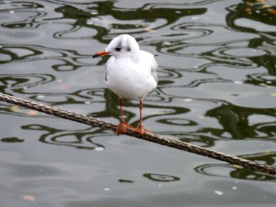 Bird Water Seabird Gull photo