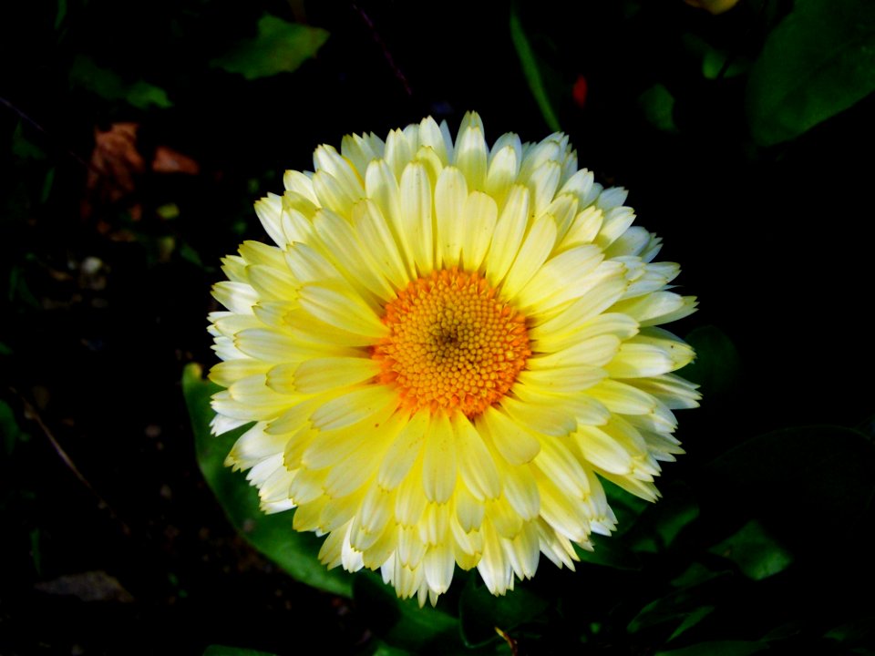 Flower Flora Plant Daisy