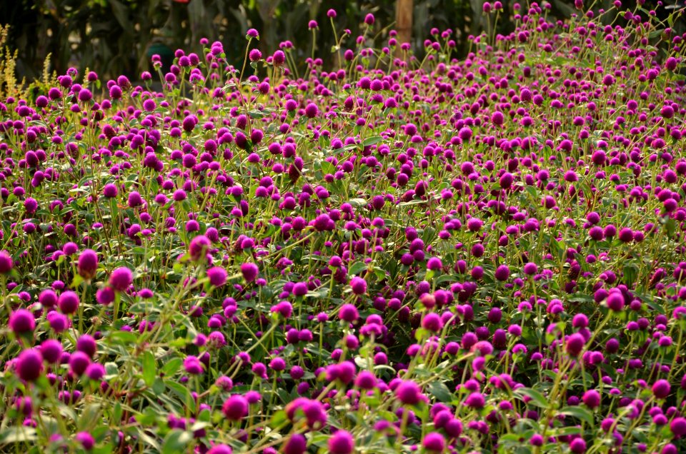 Plant Flower Flora Groundcover