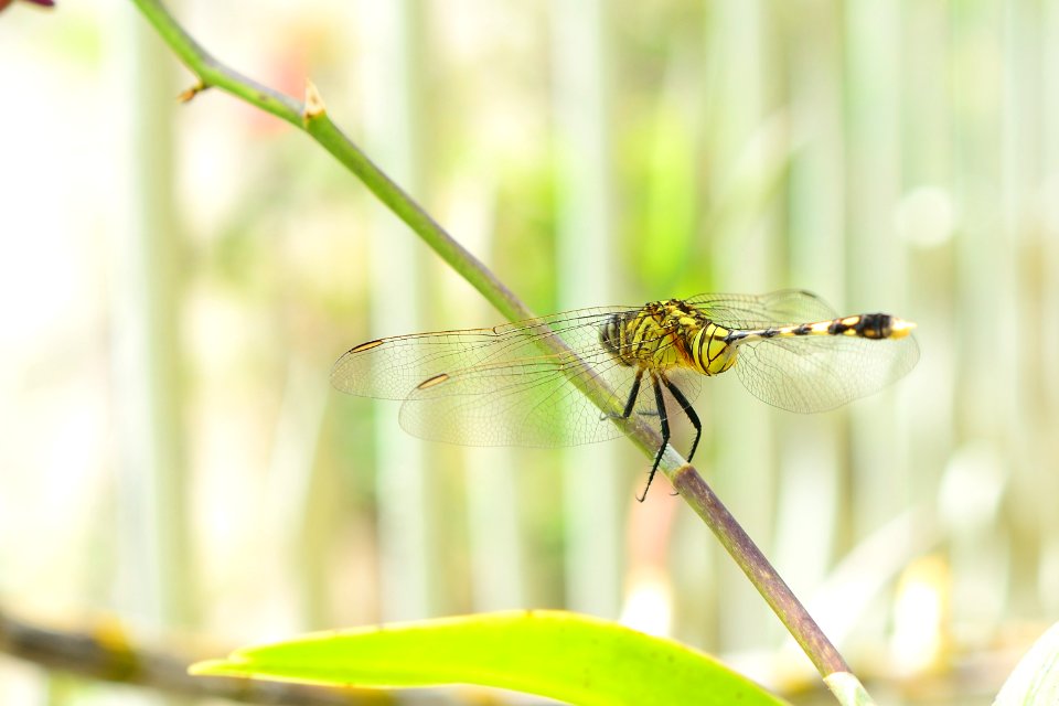 Dragonfly Insect Dragonflies And Damseflies Invertebrate