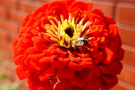 Flower Orange Petal Gerbera photo