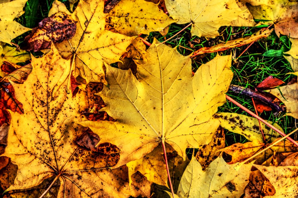 Leaf Autumn Plant Deciduous