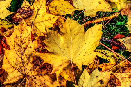 Leaf Autumn Plant Deciduous