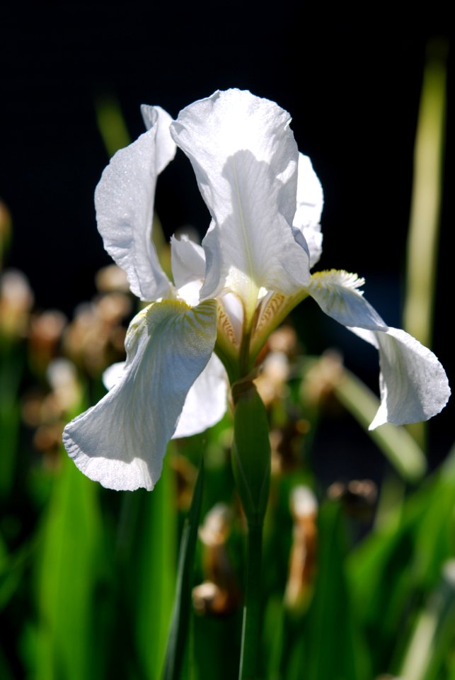 Flower White Plant Flora
