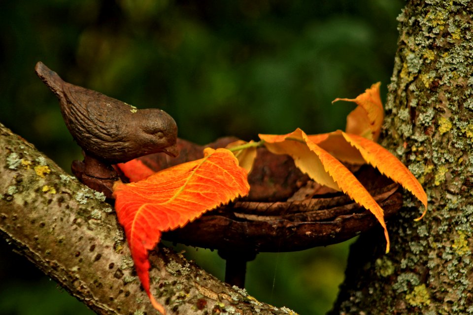 Leaf Fauna Bird Beak