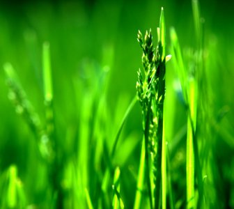 Grass Water Grass Family Field