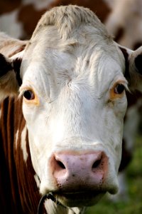 Cattle Like Mammal Fauna Nose Eye photo