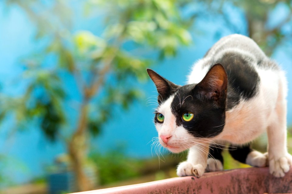 Cat Small To Medium Sized Cats Fauna Cat Like Mammal