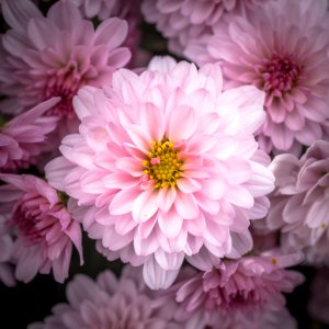 Flower Pink Purple Flora photo