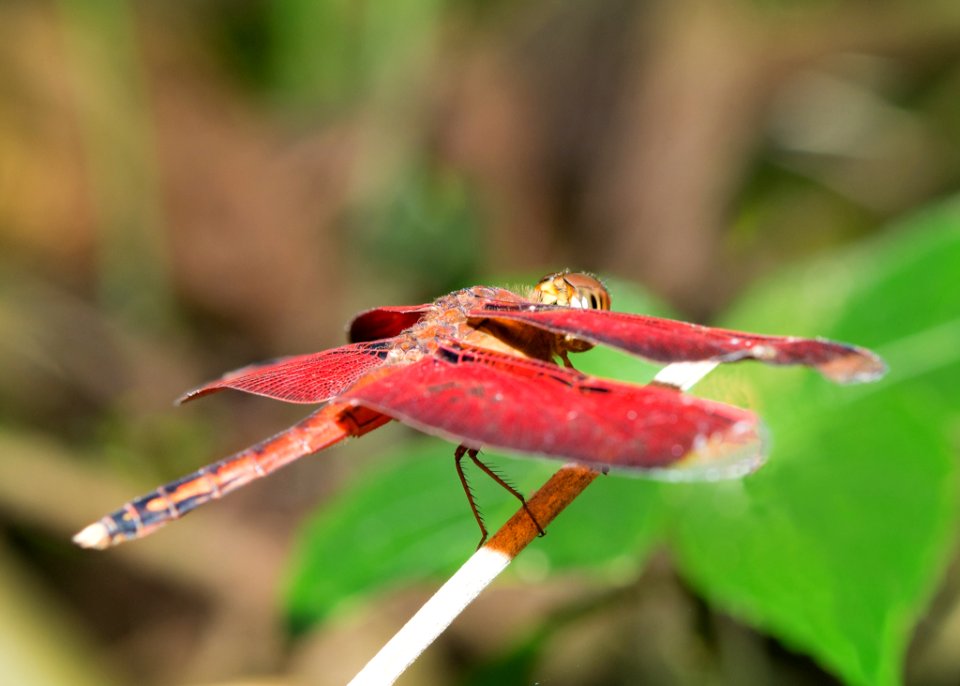 Insect Dragonfly Dragonflies And Damseflies Macro Photography