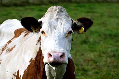 Cattle Like Mammal Dairy Cow Fauna Horn photo