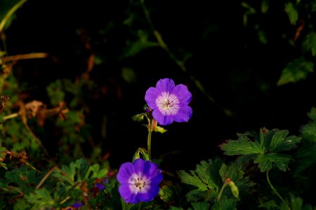 Flower Plant Flowering Plant Flora