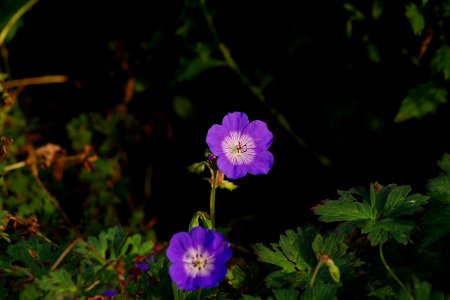 Flower Plant Flowering Plant Flora photo