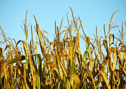Field Food Grain Crop Sky