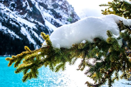Snow Winter Tree Pine Family photo