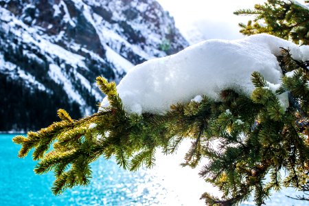 Snow Winter Tree Pine Family