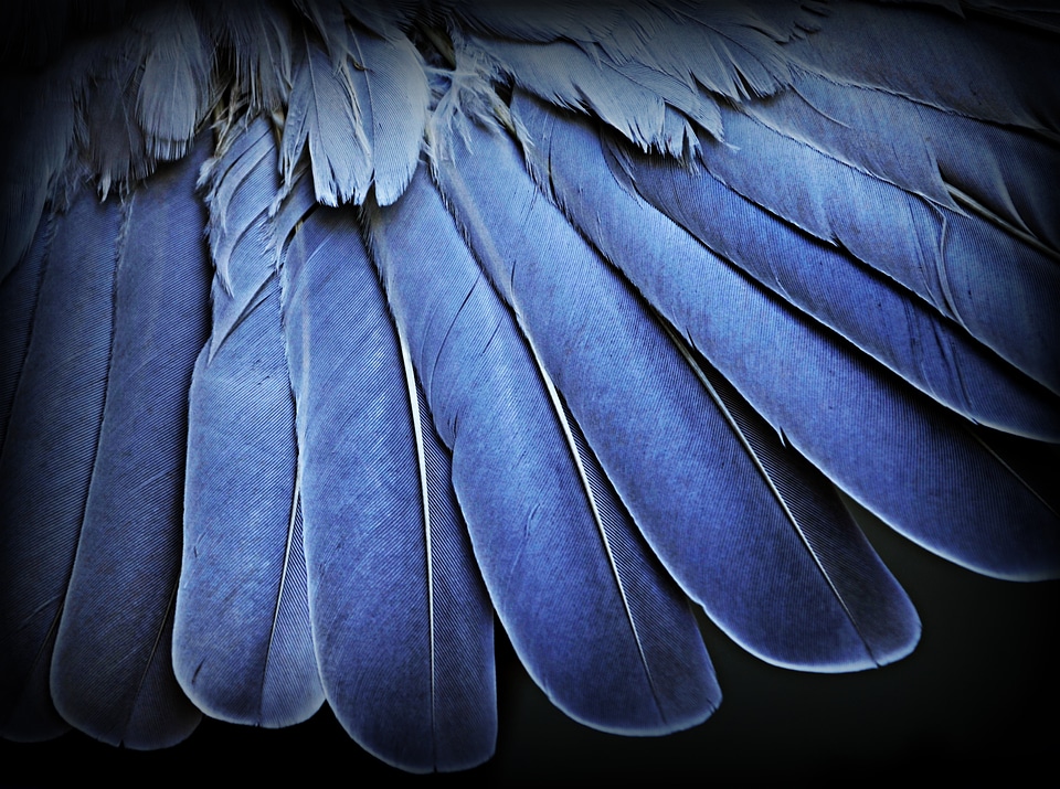 Feathers wing macro