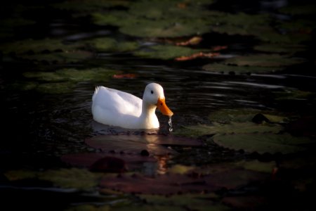 Bird Water Bird Duck Beak