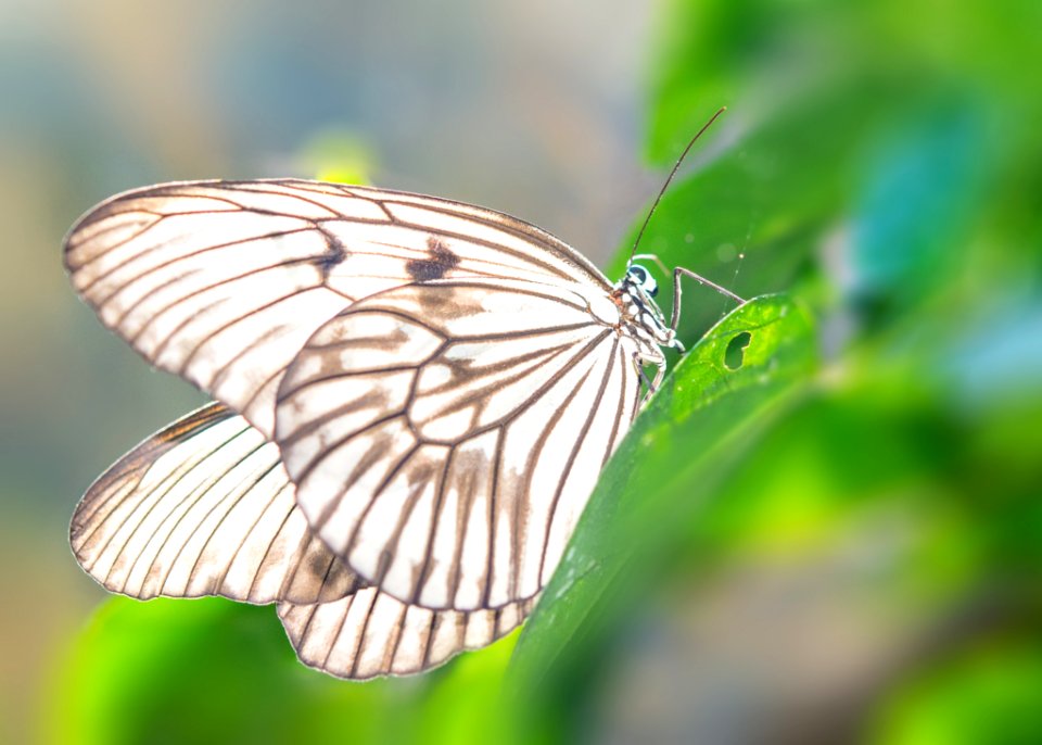 Butterfly Insect Moths And Butterflies Invertebrate