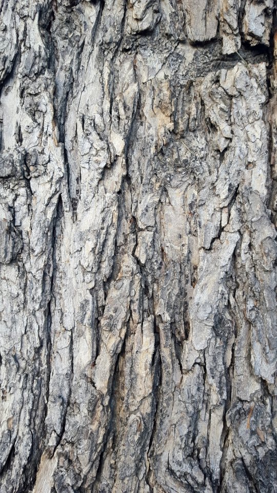 Tree Woody Plant Trunk Wood