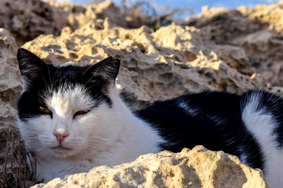 Cat Small To Medium Sized Cats Fauna Whiskers