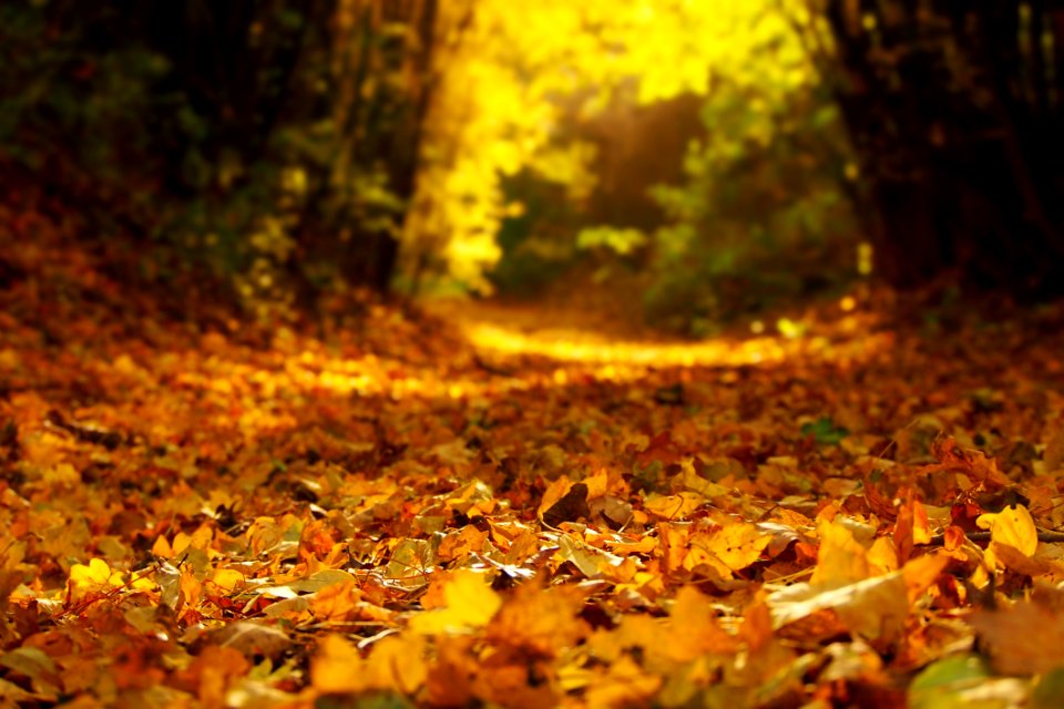 Nature Yellow Leaf Autumn