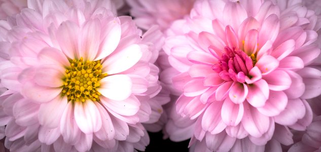 Flower Pink Petal Chrysanths