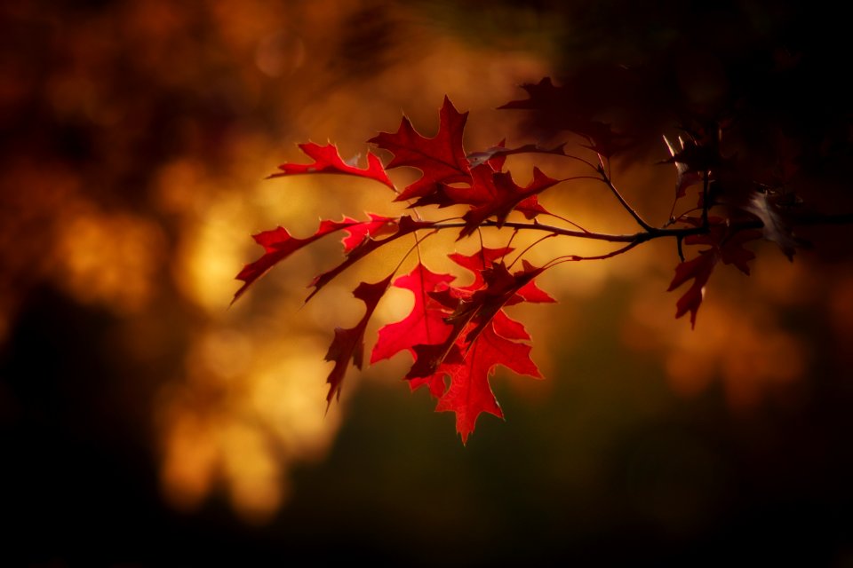 Red Leaf Nature Maple Leaf