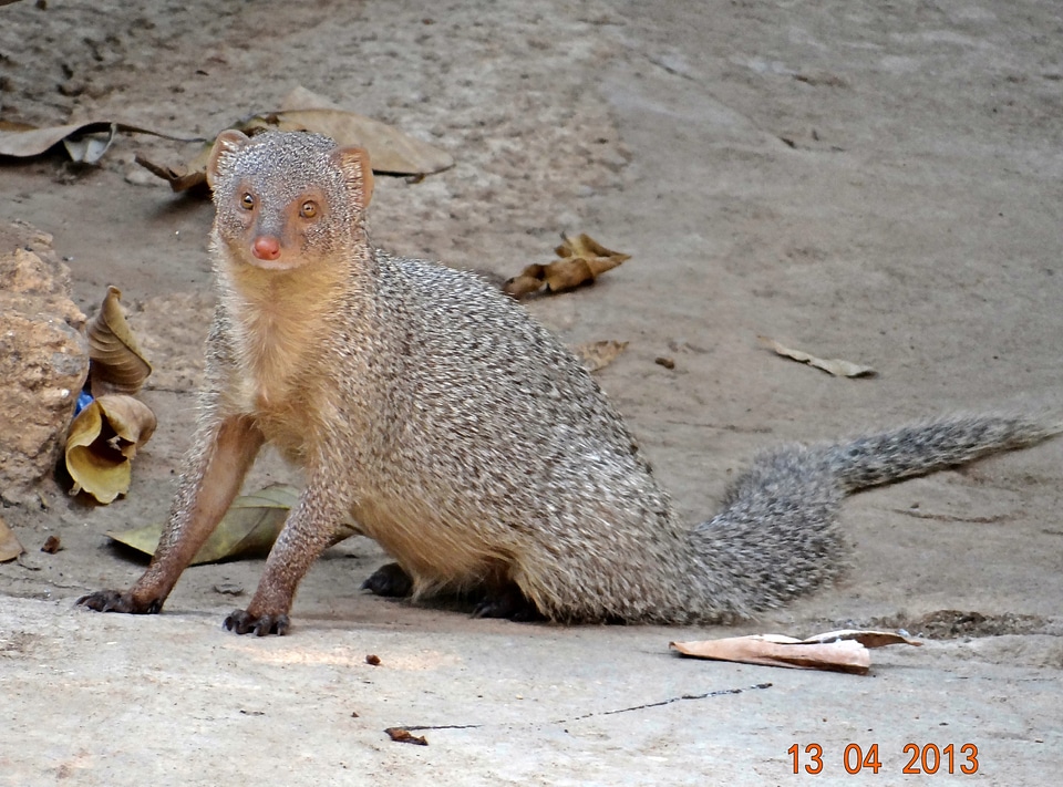 India karnataka animal