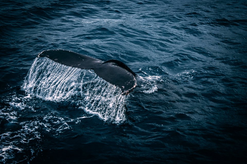 Photography Of Whale Tail On Water Surface