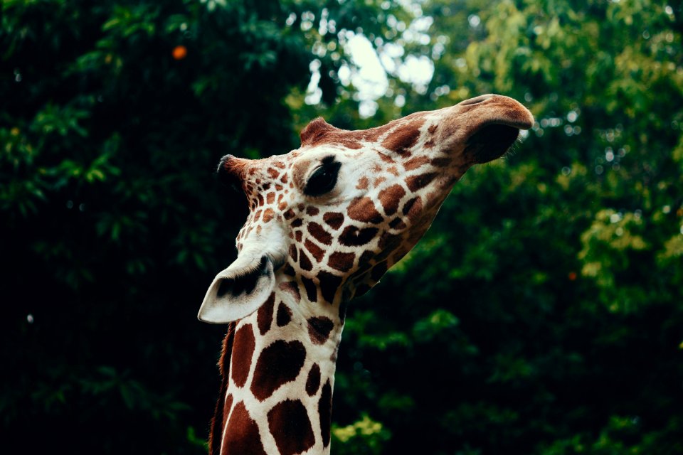 Selective Focus Photography Of Giraffe Head