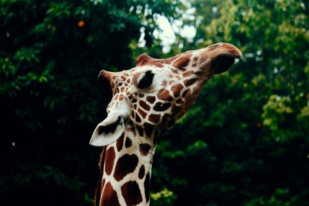 Selective Focus Photography Of Giraffe Head photo