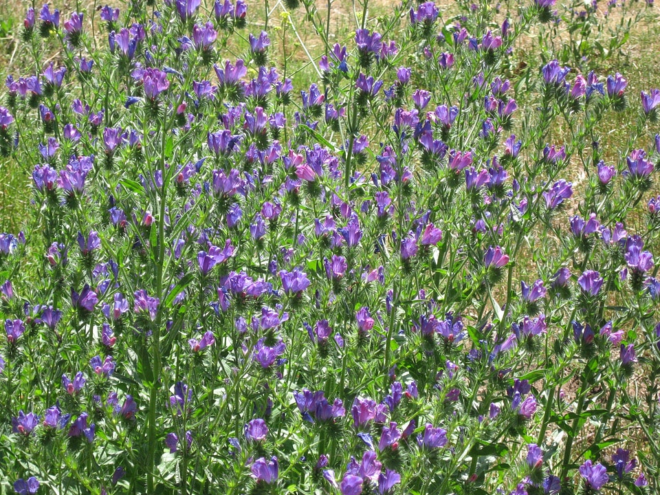Blue dry meadow